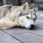 火狼动漫网:探索无限动漫世界的最佳平台 svbxa