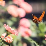 番茄免费小说漫画:畅享无限精彩,尽在指尖阅读世界 1p7v11h