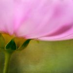 疯马秀 lisa 资源:揭秘她在舞台上的魅力与精彩瞬间 vjq7f22